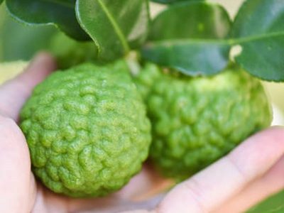 Fresh bergamot fruit on tree nature background, Kaffir Lime, Citrus bergamia with leaf on wooden table, bergamot citrus fruit essential oil concept