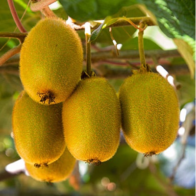 Hayward Varitey Kiwi Fruit Plant