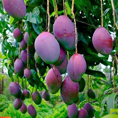 Palmer Mango | Grafted Fruit Plant