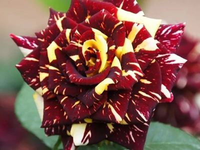 Rose-03-stayplant.com