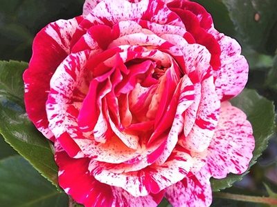 Rose-06-stayplant.com