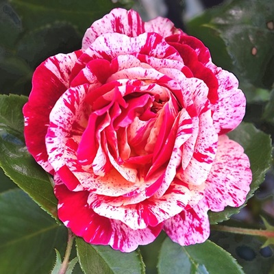 Abracadabra-Rose Flower Plant