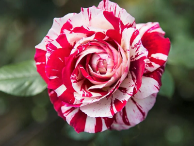 Rose-10-stayplant.com