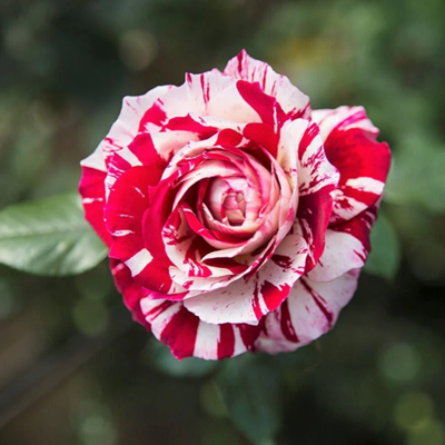 Abracadabra-Rose Flower Plant