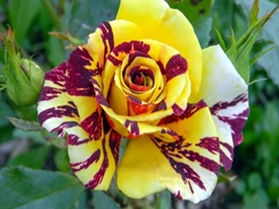 Rose-12-stayplant.com
