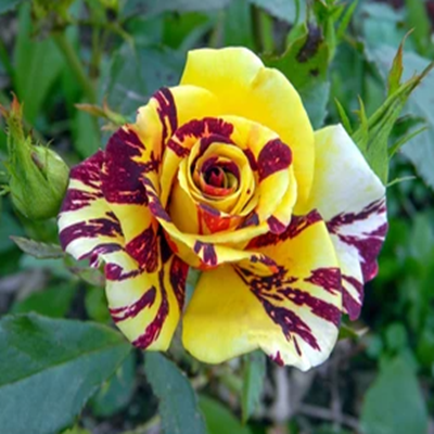 Abracadabra-Rose Flower Plant