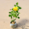 Rose-46-stayplant.com
