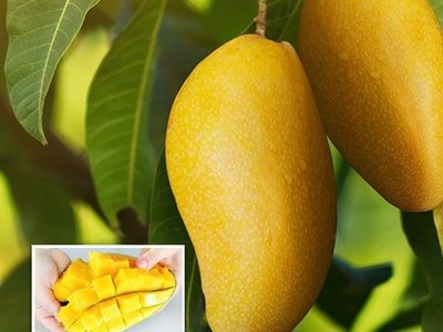 Thai Varitey Super Queen Mango Fruit Plant-04-stayplant.com