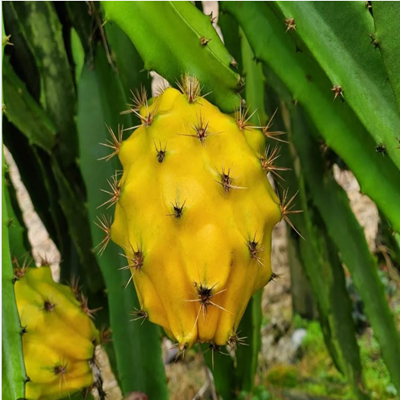 Dragon Fruit Plant-Yellow
