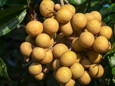 Longan orchards - Tropical fruits young longan in Thailand