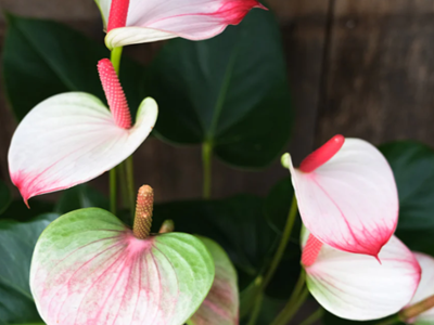 Anthurium Andreanum Bi-Colour-01-stayplant.com