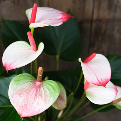 Anthurium Andreanum Bi-Colour