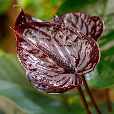 Anthurium Andreanum Dark Red