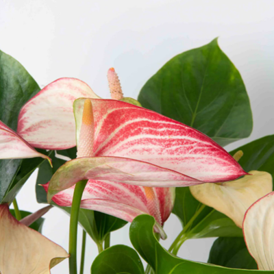 Anthurium Andreanum Pink & White