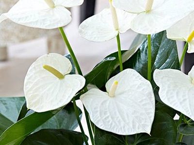 Anthurium Andreanum White-02-stayplant.com