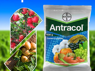 Antracol-02-stayplant.com