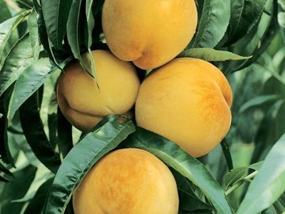 Australian Dwarf Varitey Golden Queen Peach Grafted Fruit Plant-02-stayplant.com