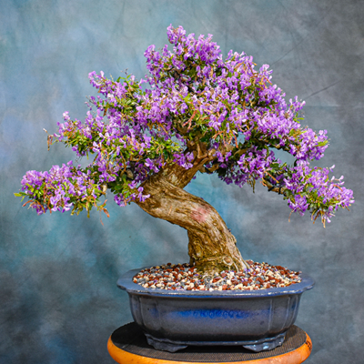 Blue Bell_Bonsai Plant