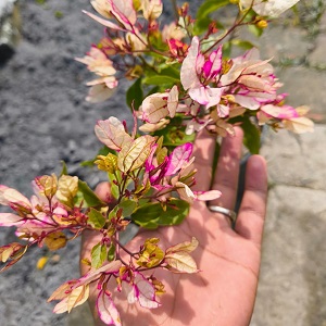 Bouganvallea Flower Plant – Blue-13-stayplant.com