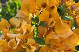 California gold – Bougainvellia Flower Plant-01-stayplant.com