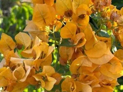 California gold – Bougainvellia Flower Plant-01-stayplant.com