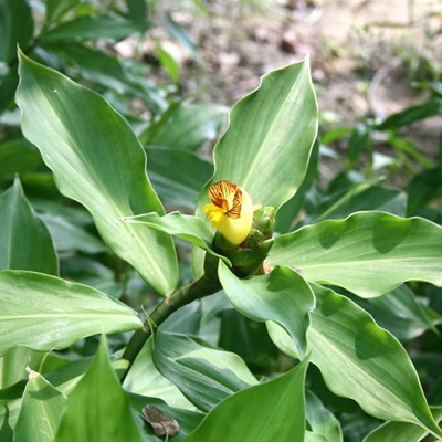 Chamaecostus Cuspidatus | Insulin – Medicinal Plant