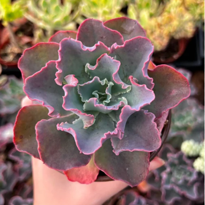 Echeveria Gibbiflora Sacculents Live Plant