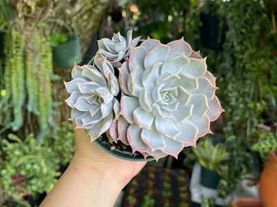 Echeveria Lilacina ‘White Ghost’ Cluster Rare Succulent Live Plant-01-stayplant.com