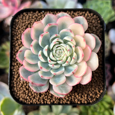 Echeveria Minima Variegated Live Sacculent Plant