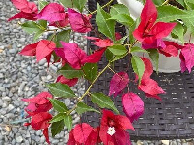 Flame-02-stayplant.com