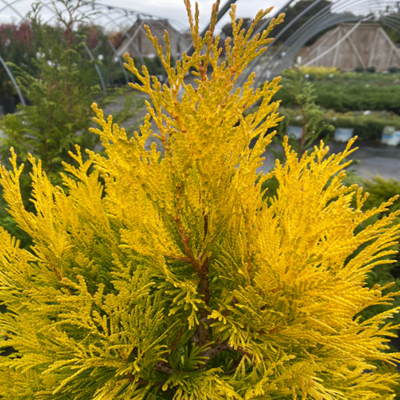 Golden Oriental Arbor Vitae Plant