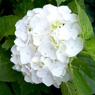 Hybrid Hydrangea Flower Plants – White