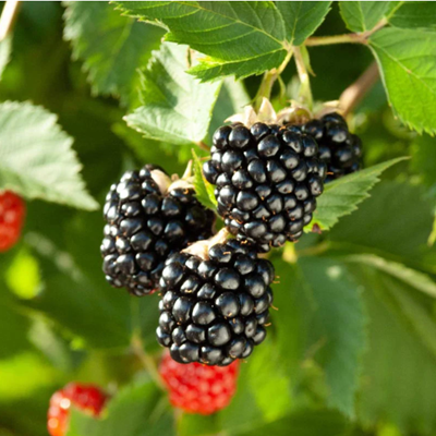 Hybrid Long Black Berry Fruit Plant