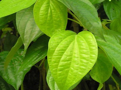 Indian Betel Leaf Plant-02-stayplant.com