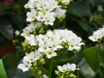 Kalanchoe Flower Plant – White-03-stayplant.com