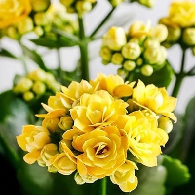 Kalanchoe Flower Plant – Yellow