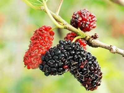 Kanva-2 Hybrid Mul-Berry Fruit Plant-01-stayplant.com