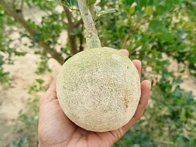 Kotbel_Wood Apple Grafted Fruit Plant-04-stayplant.com