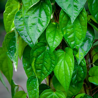 Maghai Betel Leaf Plant (Maghai Paan)