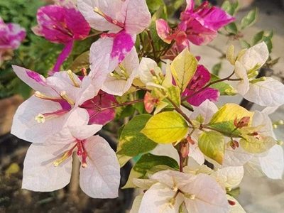 Magic Icecream – Bougainvellia Flower Plant-03-stayplant.com