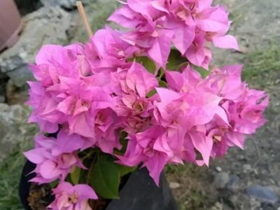 Mahara pink – Bougainvellia Flower Plant-01-stayplant.com