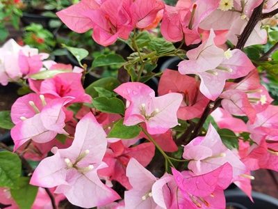 Maharani – Bougainvellia Flower Plant-03-stayplant.com