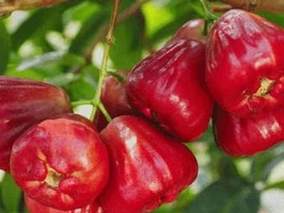 Missile Wax Red Water Apple Fruit Plant-02-stayplant.com