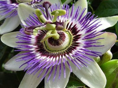 Passion Flower Plants – White-01-stayplant.com