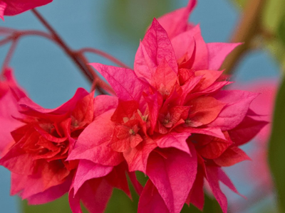 Pink Mahara – Bougainvellia Flower Plant-01-stayplant.com