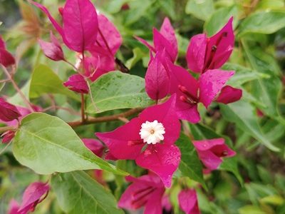Rubi-01-stayplant.com