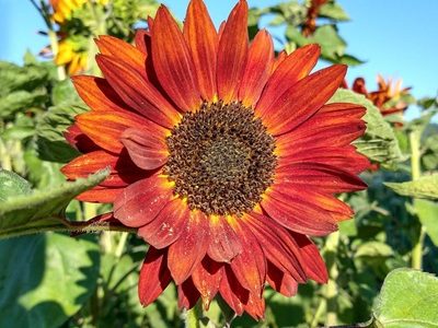 Sun Flower Live Plant – (Red)-02-stayplant.com