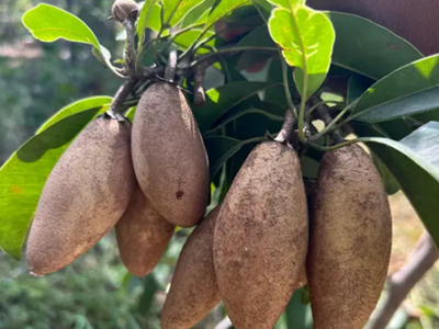 Thai Varitey Grafted Chikoo Fruit Plant-04-stayplant.com