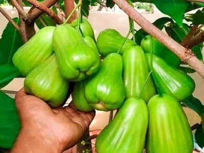Thai Varitey Green Water Apple Fruit Plant-03-stayplant.com