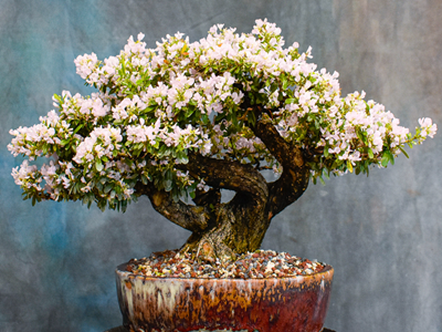 White-Blue Bell_Bonsai Plant-01-stayplant.com